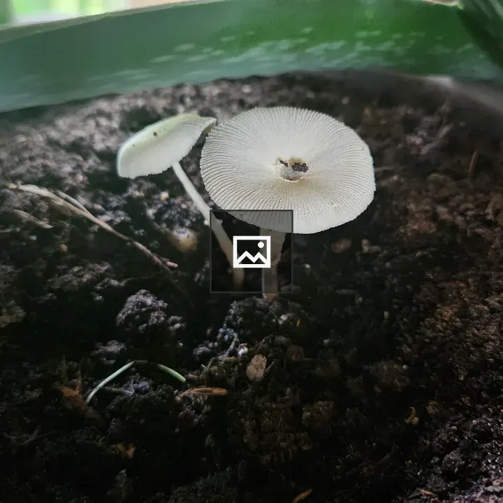 Two small white mushrooms