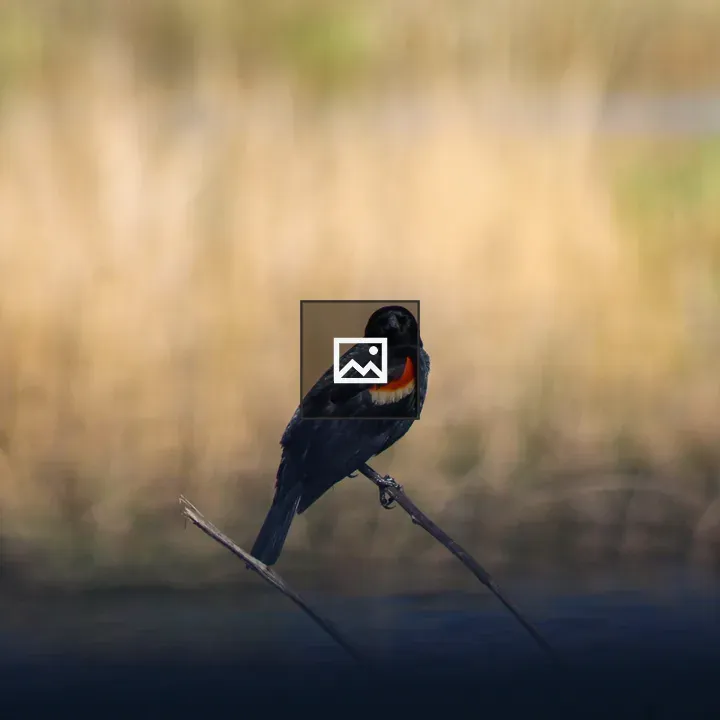 Redwing Blackbird on Reed
