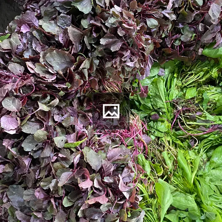 Leafy greens close-up