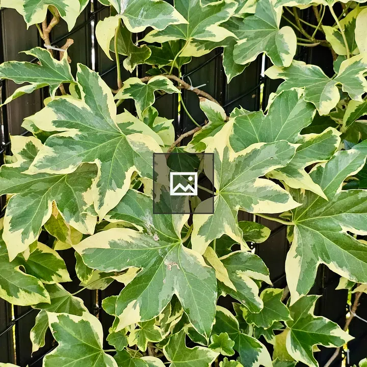 Variegated ivy leaves close-up