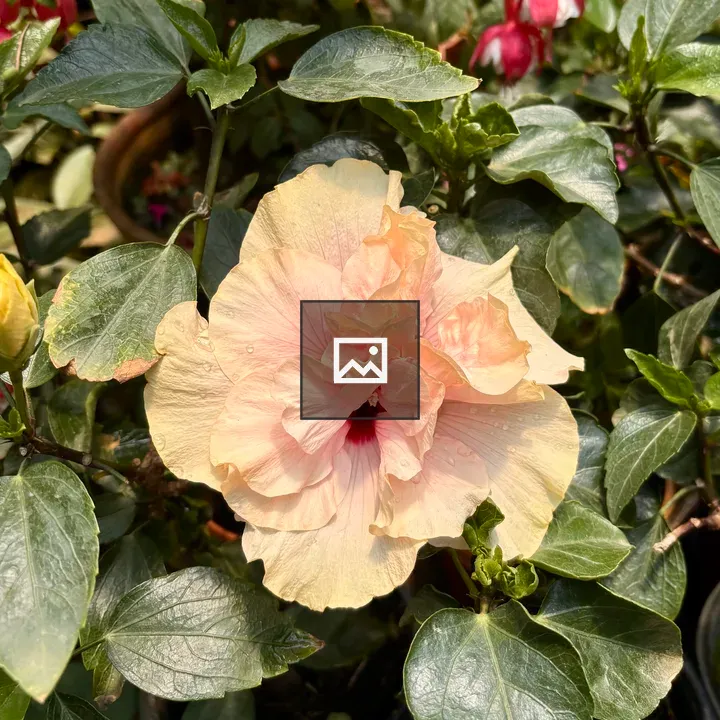 Hibiscus Flower in Green Leaves