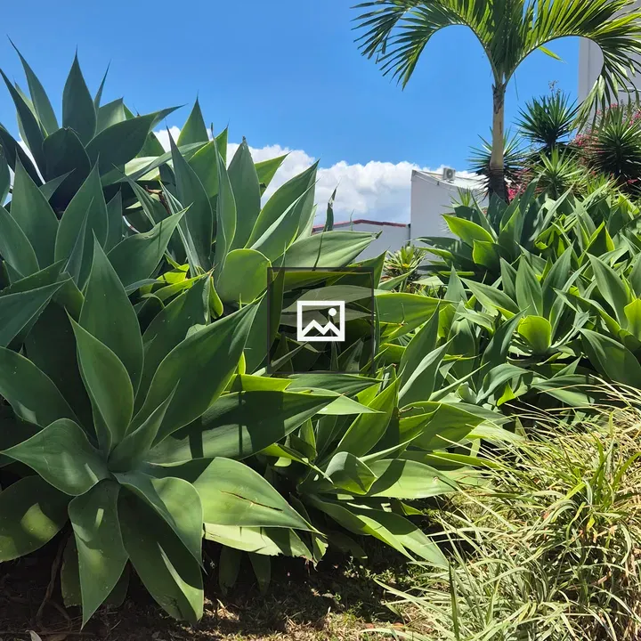 Lush Green Plant Display