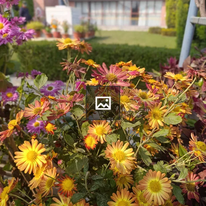 Yellow and orange flower cluster