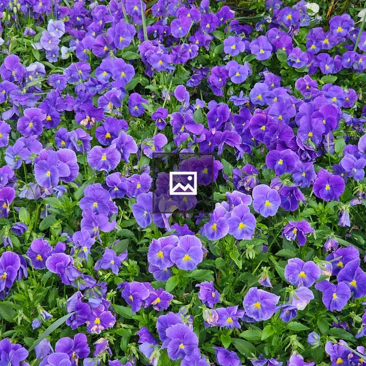 Sorbet True Blue Pansy cluster