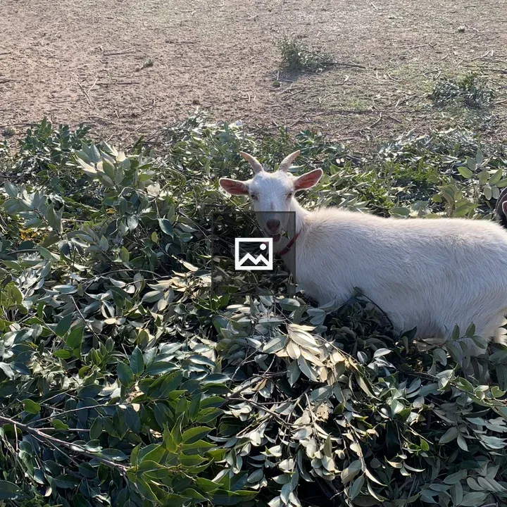 White goat eating green leaves