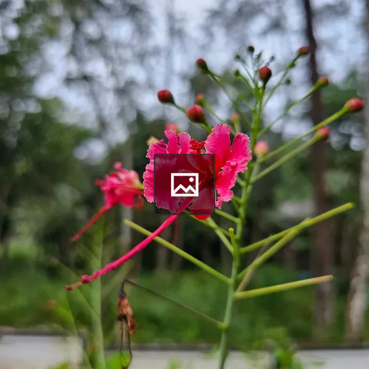 Red Peacock Flower