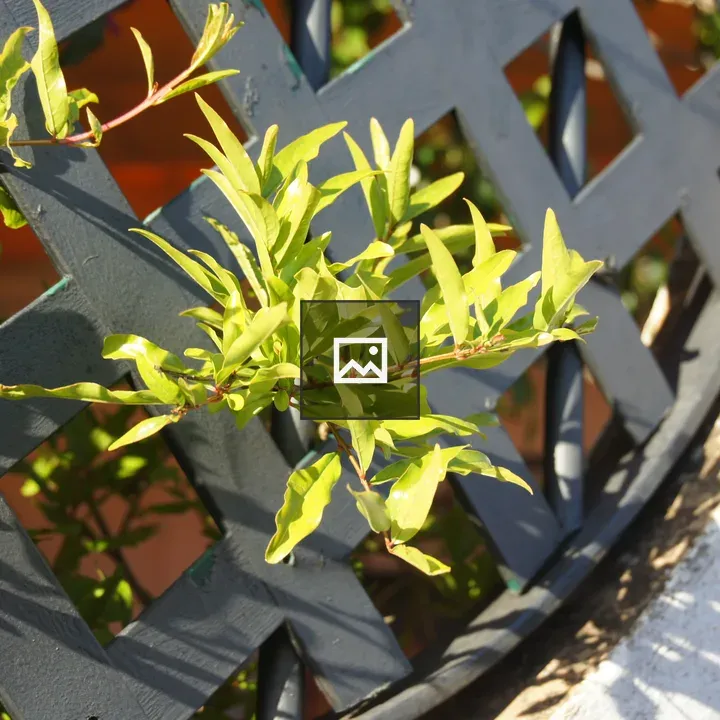 Little green plant peeking through fence