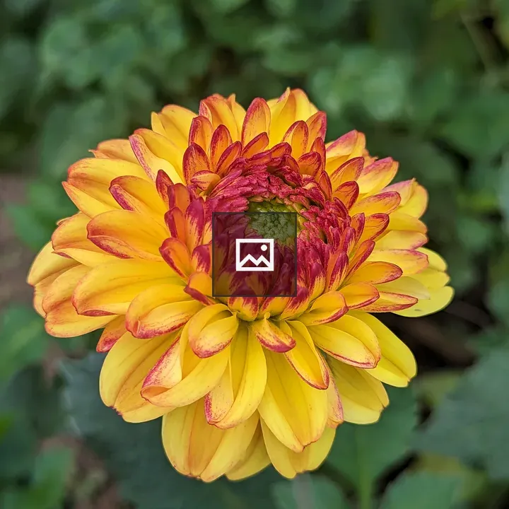 Big-ass yellow and orange dahlia