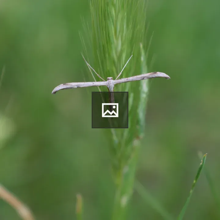 Insect resting on grass