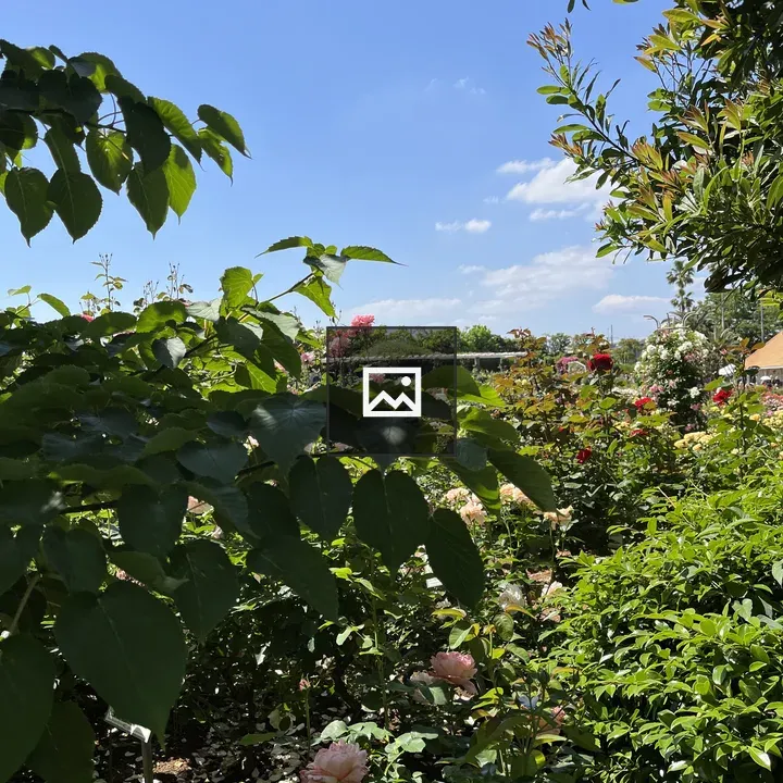 Roses in Garden Scene