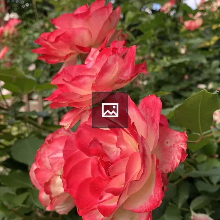Three Pink and Cream Roses