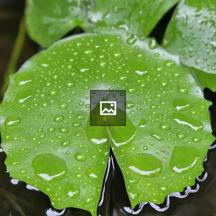 Water lily leaves after rain