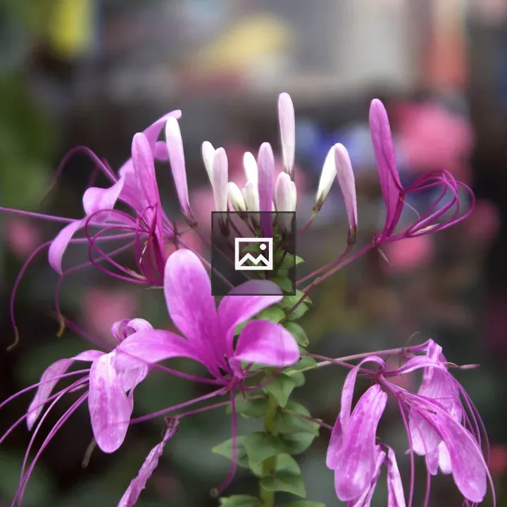 Cleome flower close-up