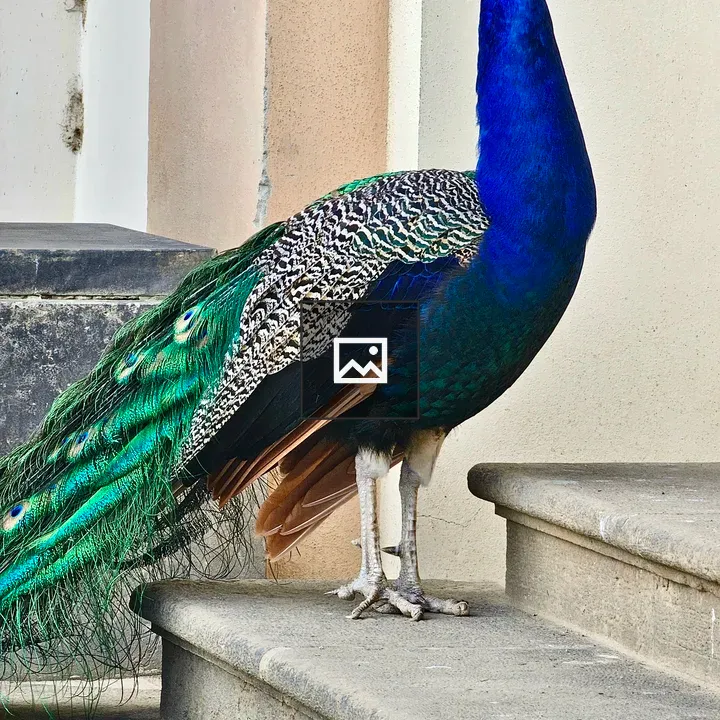 Peahen close-up