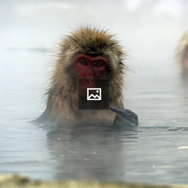 Snow monkey looks at camera