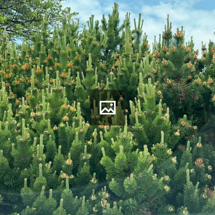 Evergreen bush with new growth