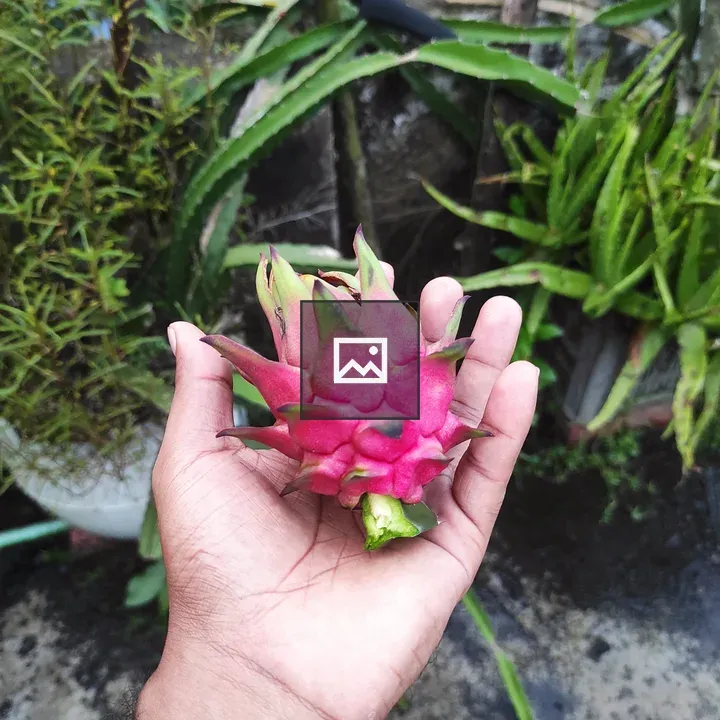 Pink dragon fruit in hand