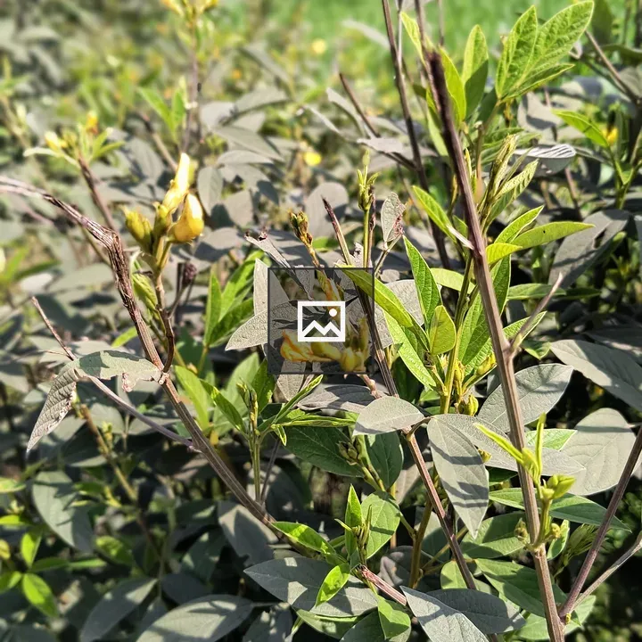 Pigeon pea field with yellow flowers