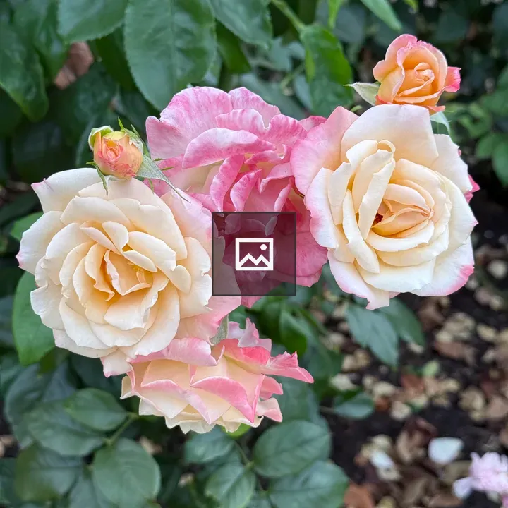 Pink and Peach Roses Blooming