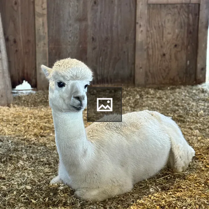 White Alpaca Lying in Barn