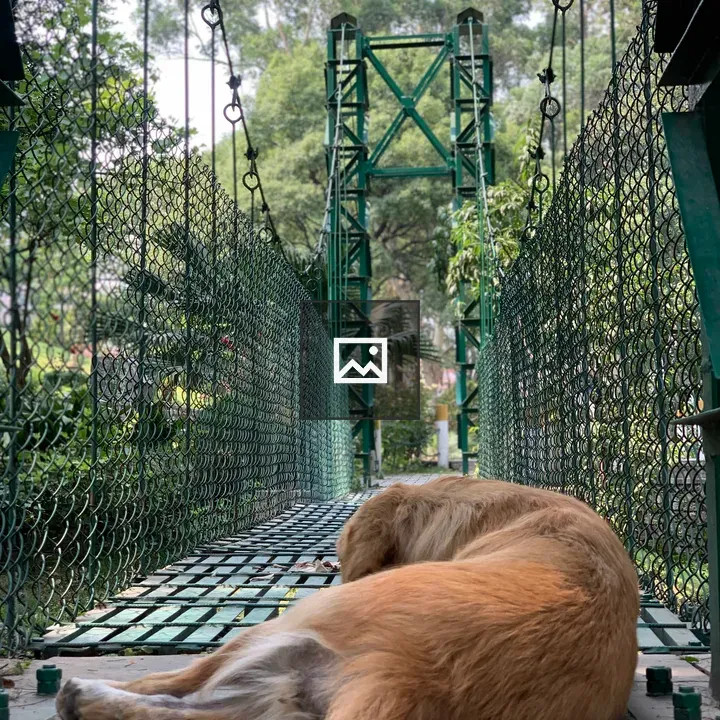 Dog on Suspension Bridge