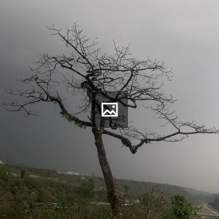 Leafless tree against gray sky