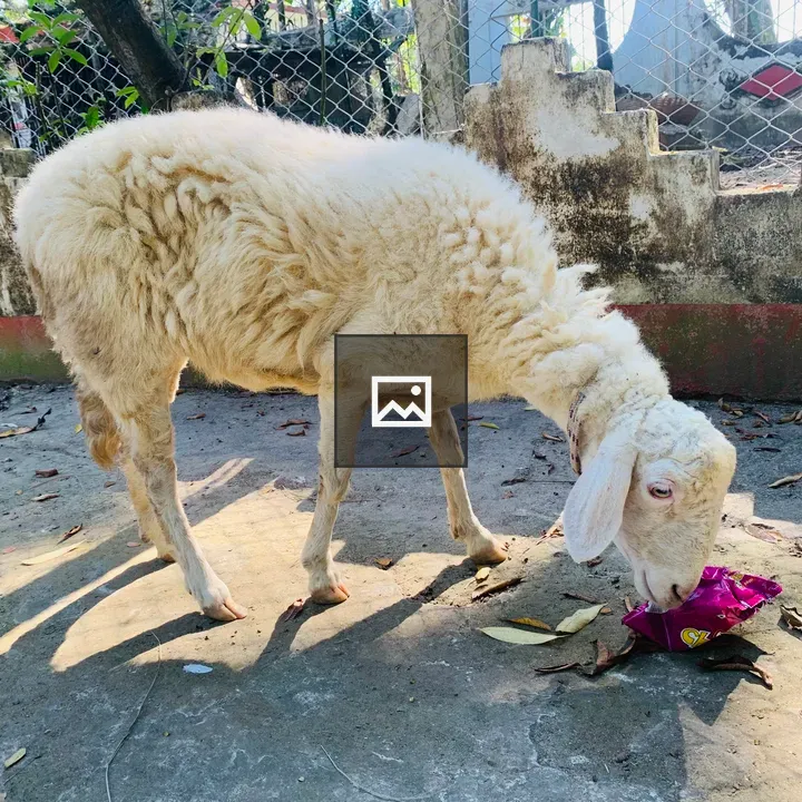Rare sheep nuzzling chips