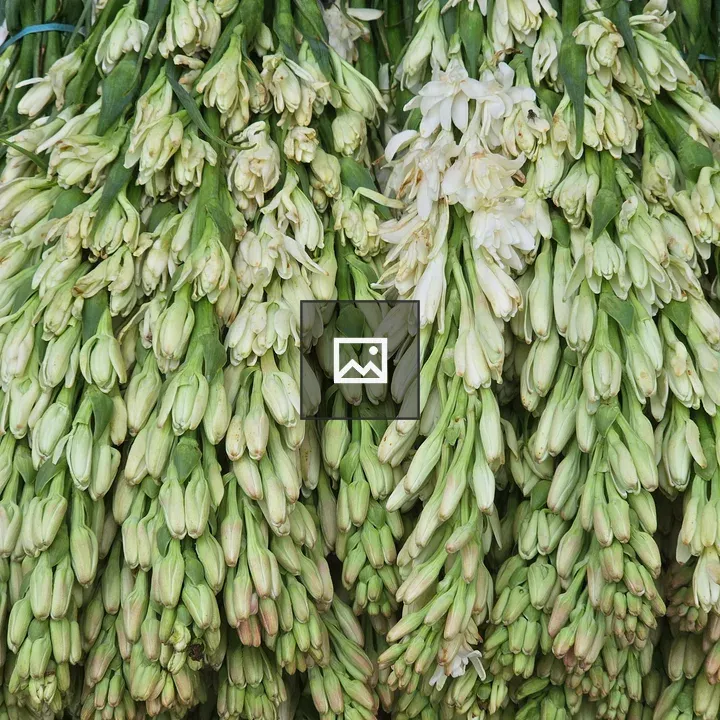Tuberose flower buds