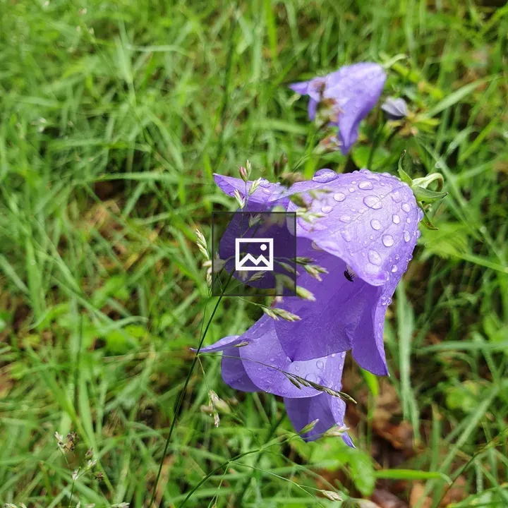 Wiesenblume in Eifel near Dronketurm