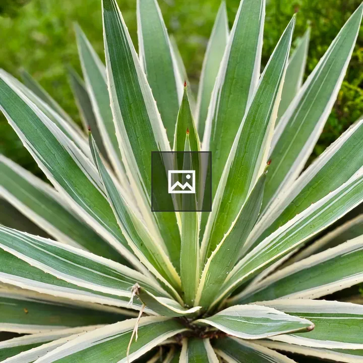 Agave Plant Close-Up