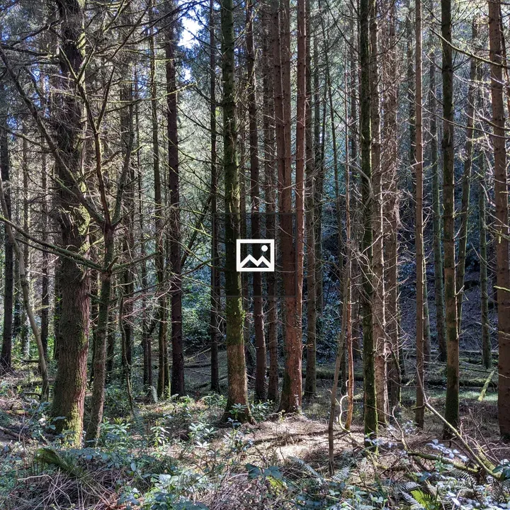 Dense forest scene