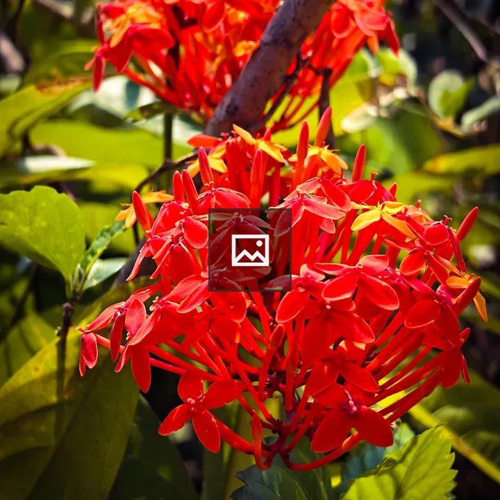 Bright red thechi flowers