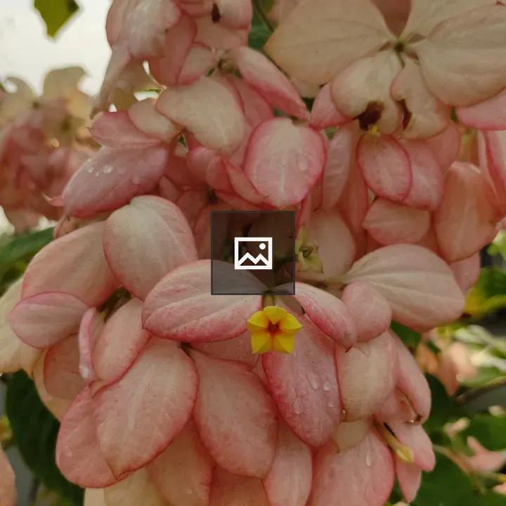 Flower Mussaenda Philippica Dona Luz