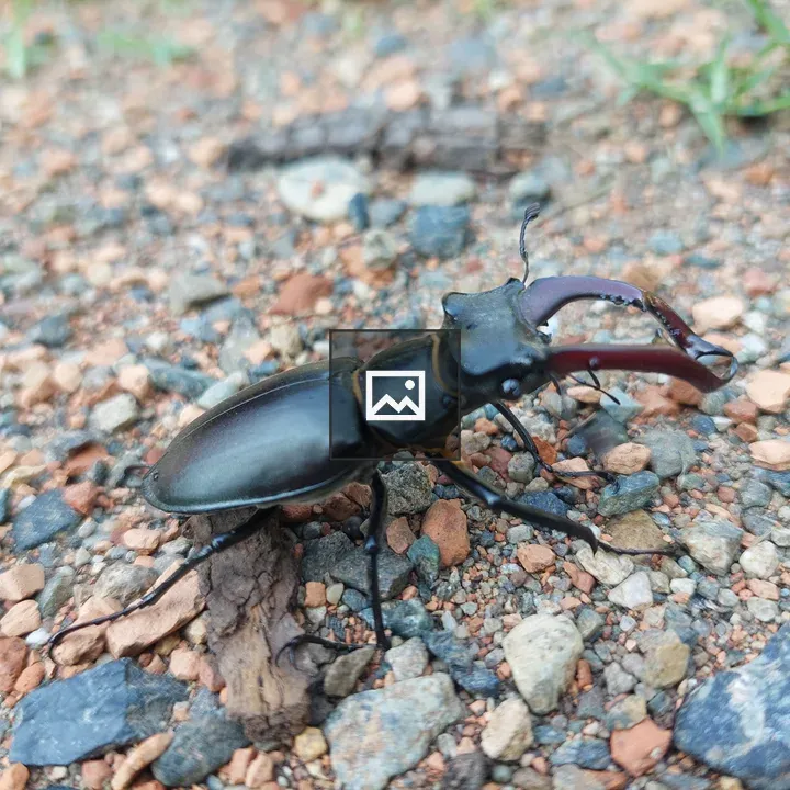Kite and Lucanus cervus Beetle