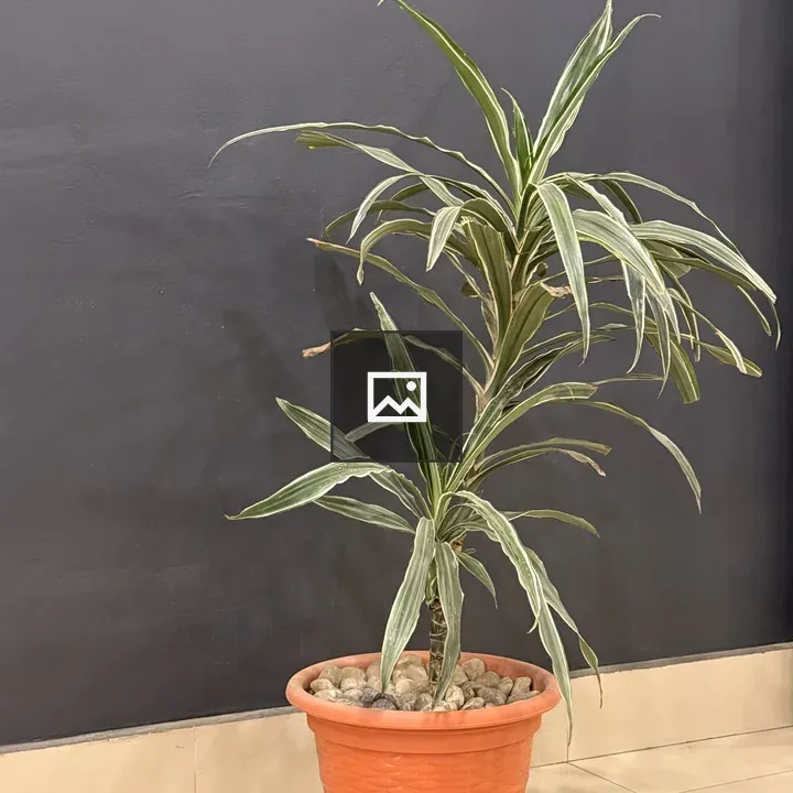 Potted plant with green leaves