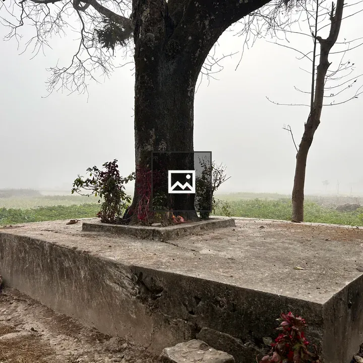 View of a Tree and Chautari