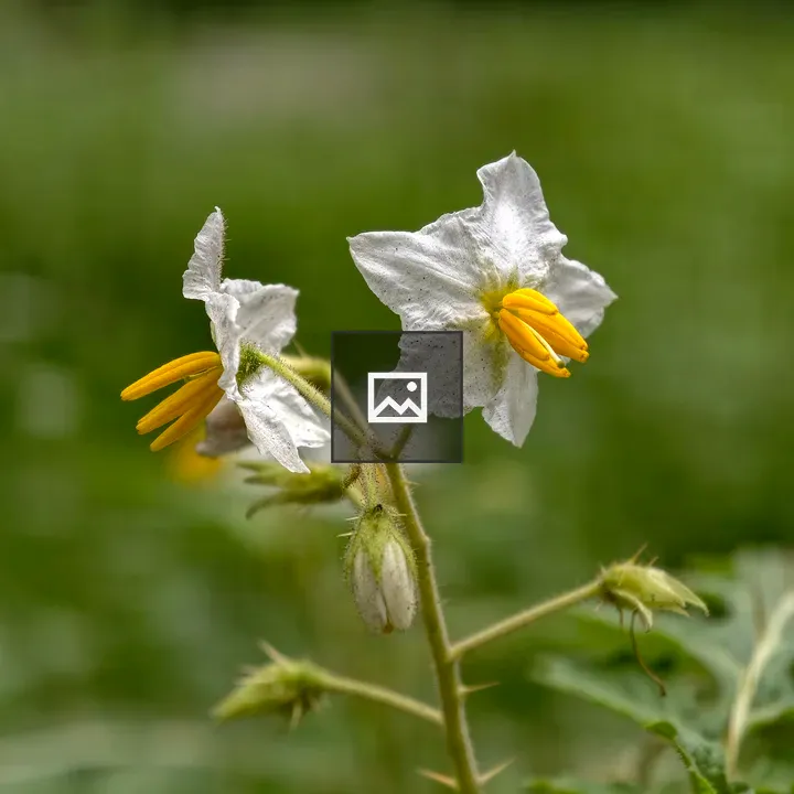 Small white nightshade flowers