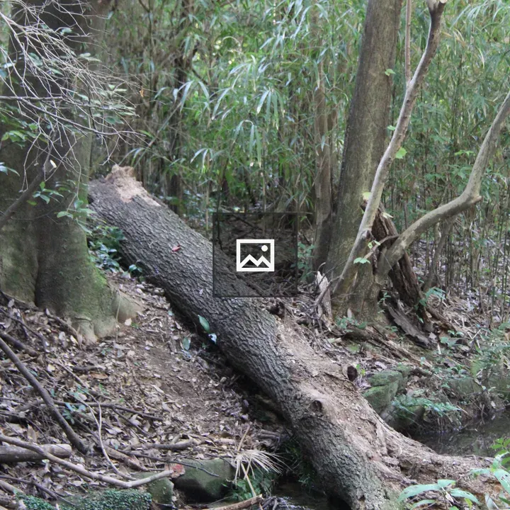 Fallen tree in forest creek