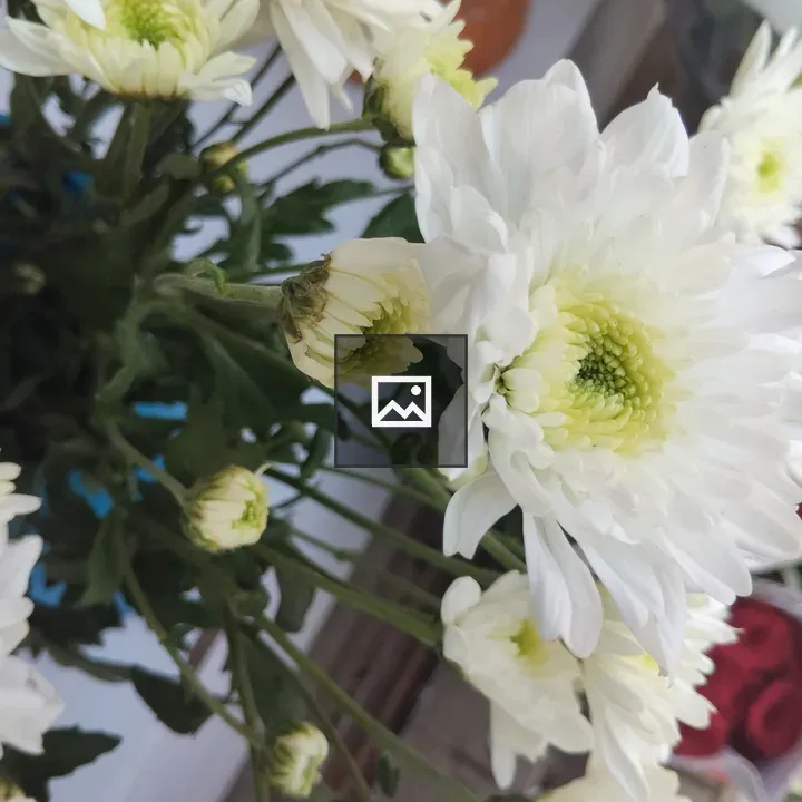 White daisies close-up