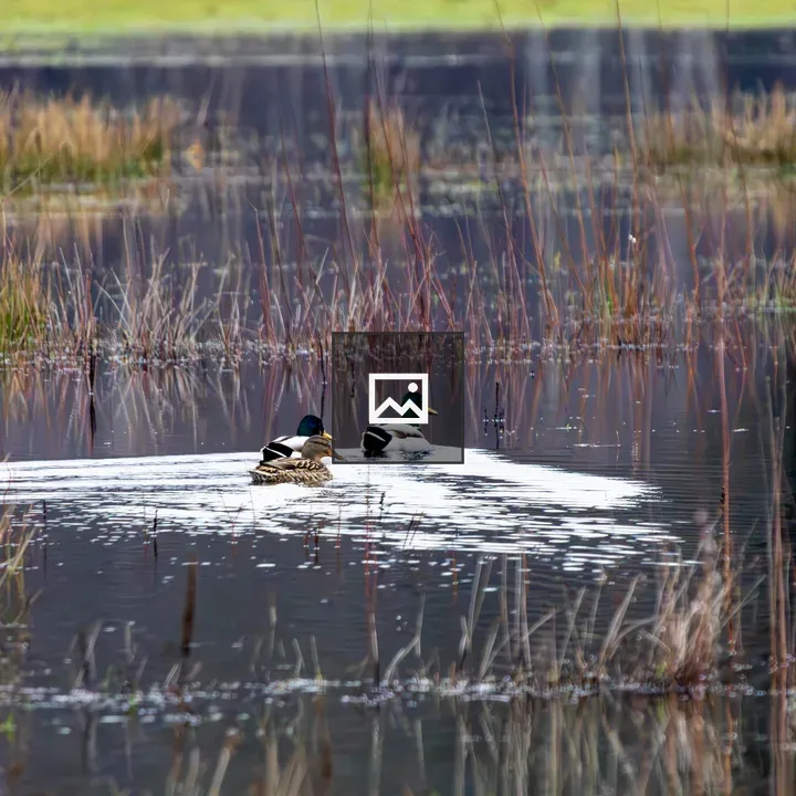 Two male and one female duck in water