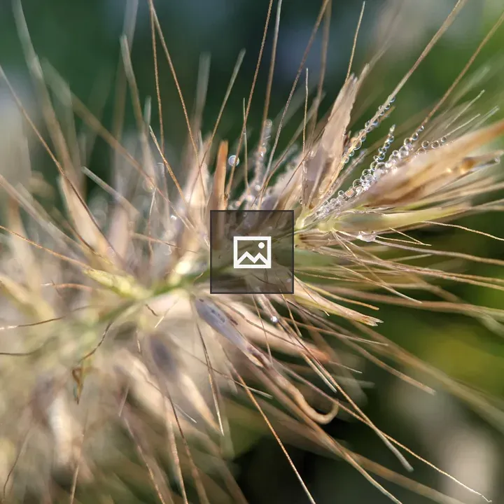 Tiny water droplets on grass seed