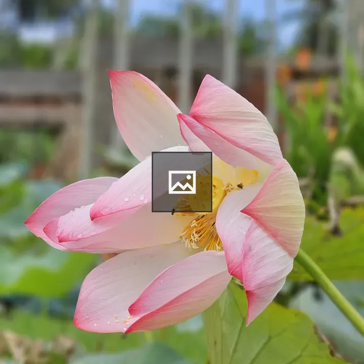 Lotus flower on blur background