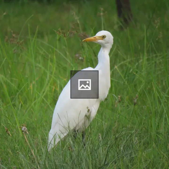 White Duck On Land
