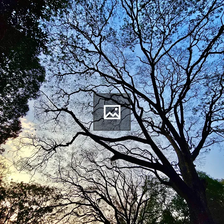 Silhouettes of Albizia Trees