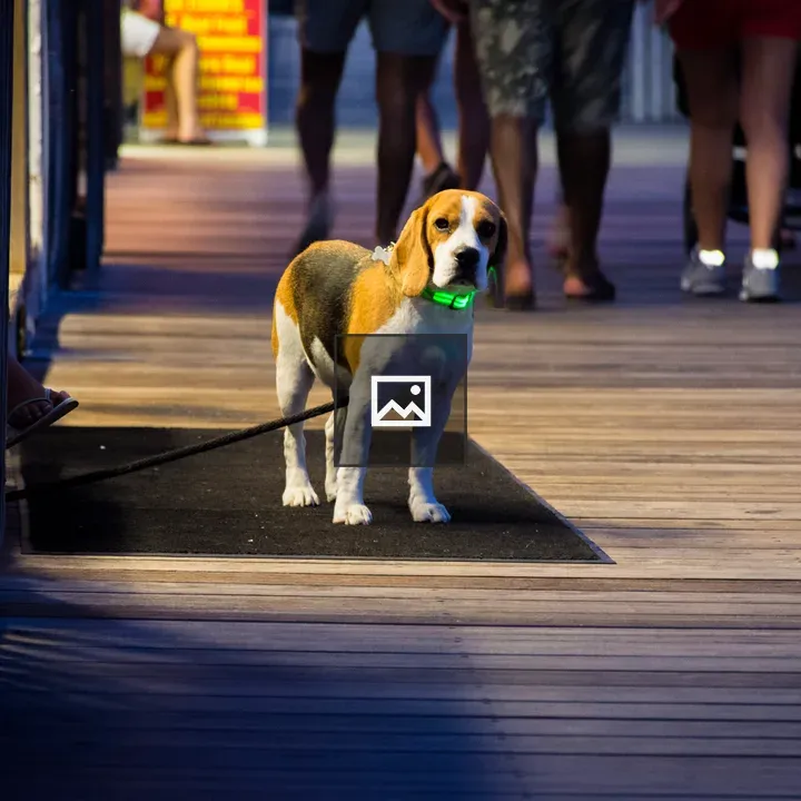 Beagle with Glowing Collar