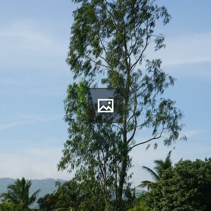 Eucalyptus Tree Against Sky