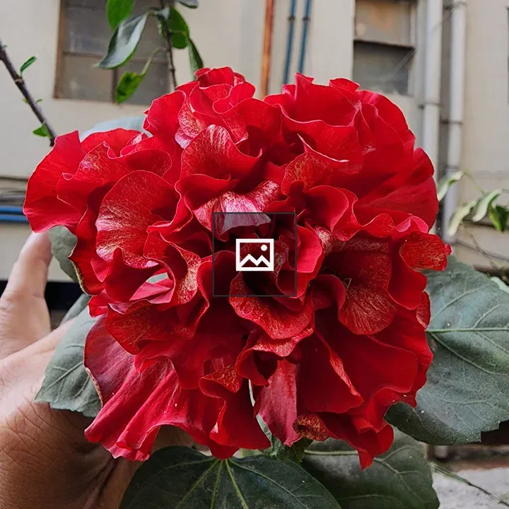 Hand held Hibiscus bloom