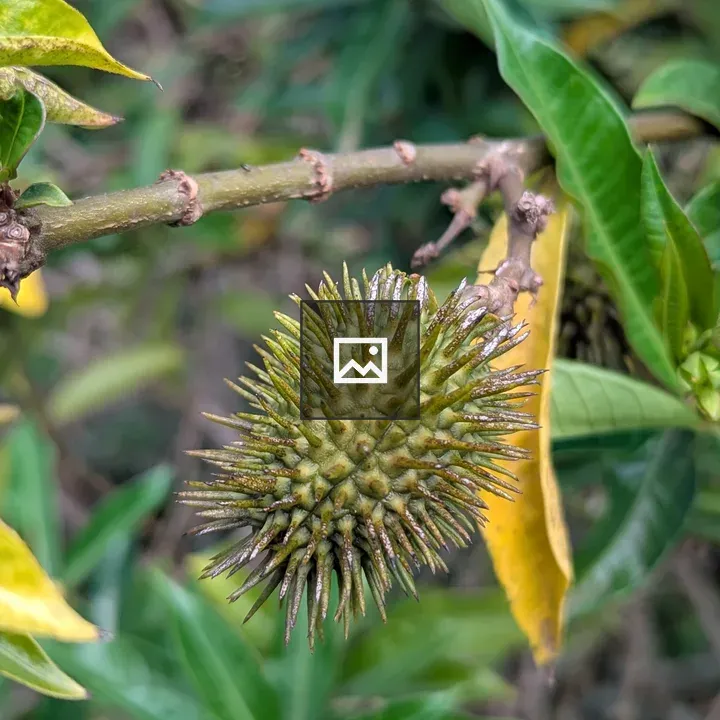 Close-up of Spiky Green Fruit