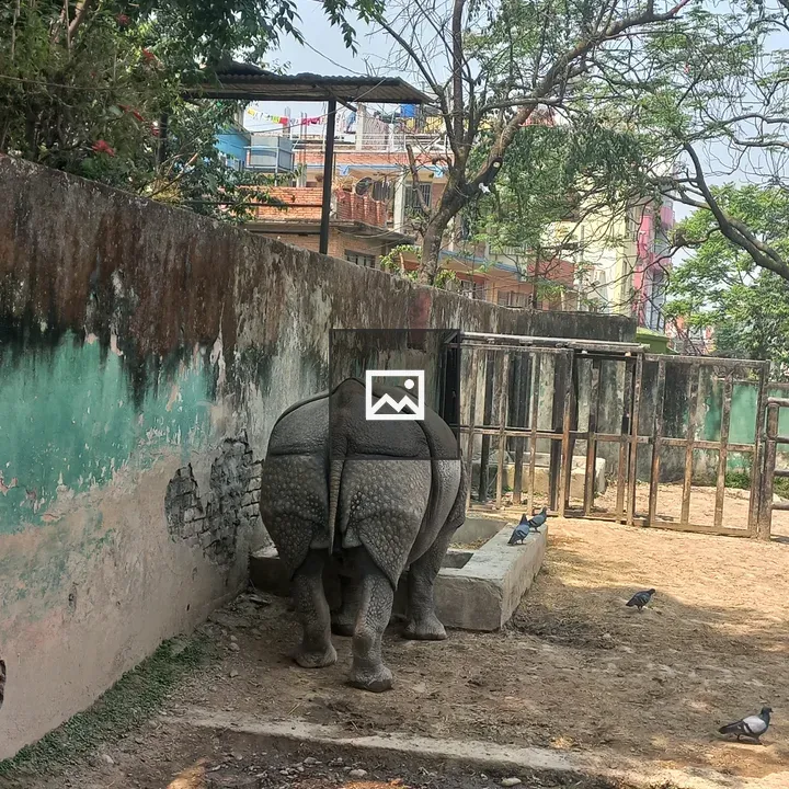 Rhinoceros near wall with pigeons