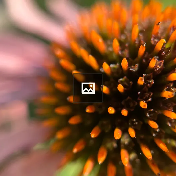 Cone flower center